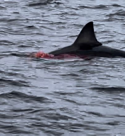 First Cape Cod shark sighting of the season as great white chomps on seal: ‘Graphic content warning’